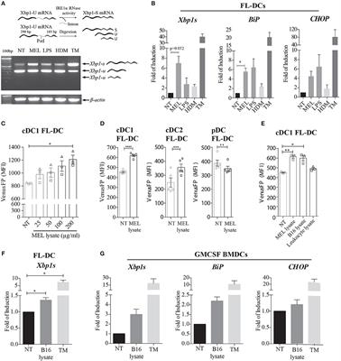 IRE1α Activation in Bone Marrow-Derived Dendritic Cells Modulates Innate Recognition of Melanoma Cells and Favors CD8+ T Cell Priming